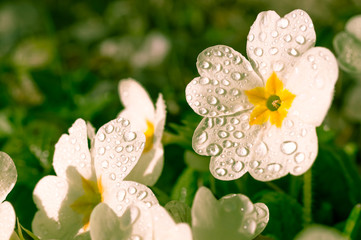 Flower in spring with water droplets