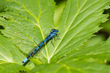 Azure dragonfly