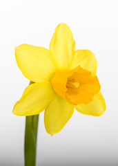Fototapeta na wymiar daffodil easter