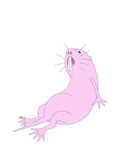 気怠そうなハダカデバネズミ