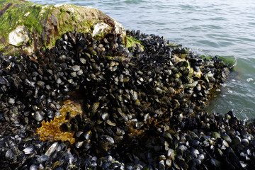 Cozze sugli scogli con mare e onde sullo sfondo