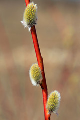 spring willow buds