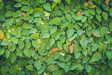 green wall Background of a Garden