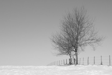 Paysage d'hiver