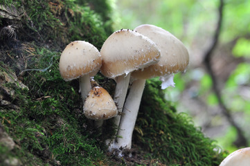 Psathyrella candolleana, group of mushrooms growing on the tree