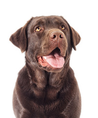 Portrait Brown labrador dog looking