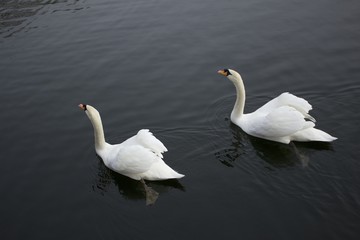 Obraz na płótnie Canvas Swans in sync