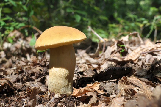 Very rare mushroom in forest. Leccinum crocipodium is a delicious edible fungus.