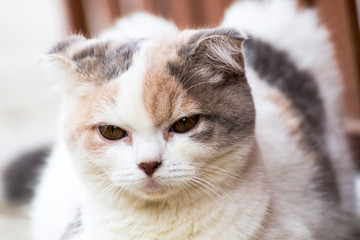 The cat relaxing on floor,brown cat and white cat