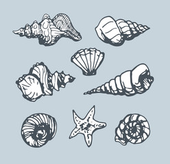 set of seashell contour on blue background