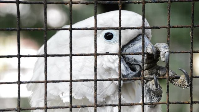 Caged white cockatoo parrot with expression of sadness and claw grating in a captivity in zoologic. Cacatua alba.