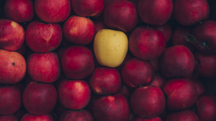 A unique red apple in a box with yellow apples.