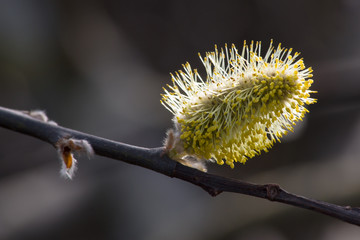 Close-up of a Pussy Willow