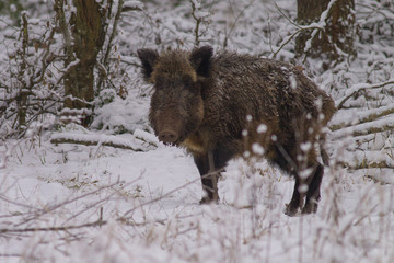 Dzik © Marcin Zakrzewski