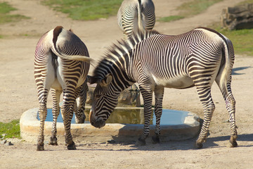 Fototapeta na wymiar Zebras in ZOO