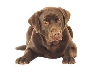 Fototapeta premium Brown labrador dog looking