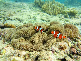 Fototapeta na wymiar clown fish