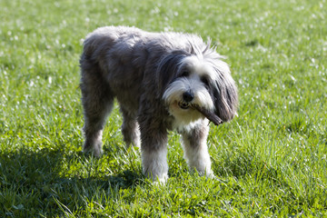 Fototapeta premium Bearded Collie playing with a branch