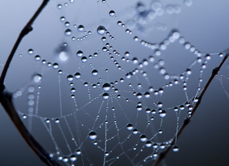 spider web covered water drops