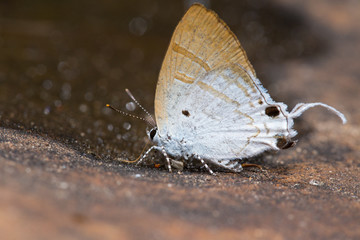 beautiful butterfly
