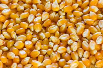 Corn for popcorn