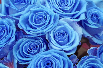 Fototapeta na wymiar Blue roses