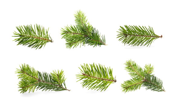 set fir tree branch isolated on white