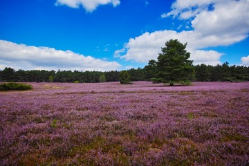 Lüneburger Heide