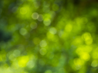 Fototapeta na wymiar Natural green blurred background
