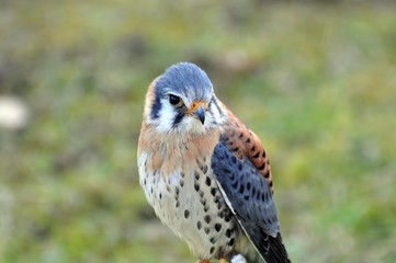 Buntfalke
