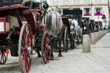 Horse and carriage in central city Vienna