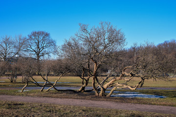parks, walk, nature, air, health, people, trees, bushes, grass, water, pond, alley, Park, square, landscape, leisure, life,