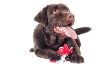 Brown labrador