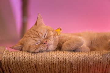 Peaceful orange red tabby cat male kitten curled up sleeping.