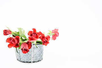 Ein paar rote Rosen in einem Zinktopf, freigestellt vor weißem Hintergrund, Textfreiraum