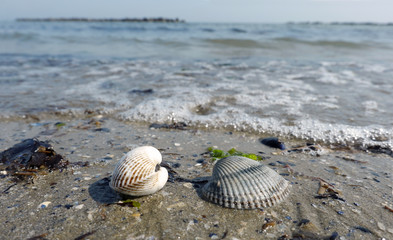 Conchiglie in riva al mare