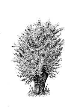 Kopfweide 4