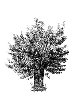 Kopfweide 1