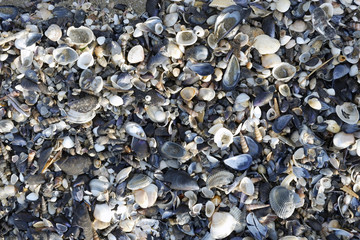 Conchiglie in riva al mare
