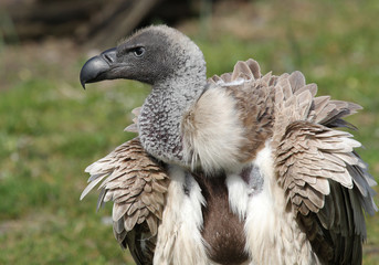 Griffon Vulture