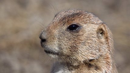 Prairie Dog
