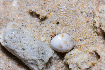 Fototapeta na wymiar hermit crab