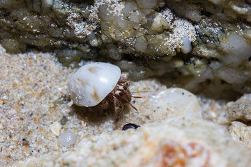 hermit crab