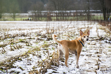 Small hairy dog Portuguese Podengo wearing a blue collar