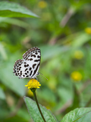 Fototapeta na wymiar beautifull butterfly
