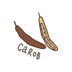 Carob beans superfood. Vector hand drawn illustration