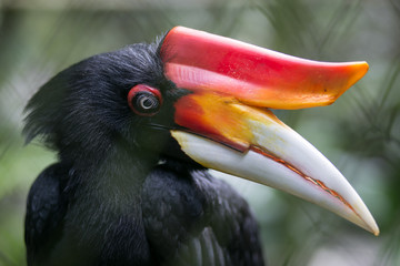 Hornbill bird