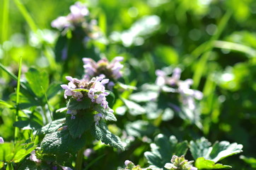 Lamium purpureum