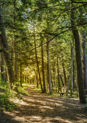 Trail through the woods