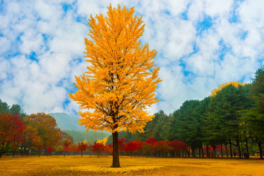 Leaves changing colors on the nami island of Korea.
